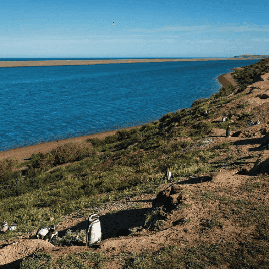 Peninsula Valdés: Shore Excursion in Private - Starting Location and Group Size