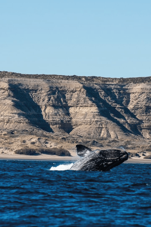 Peninsula Valdés: Shore Excursion in Private - Pricing and Languages