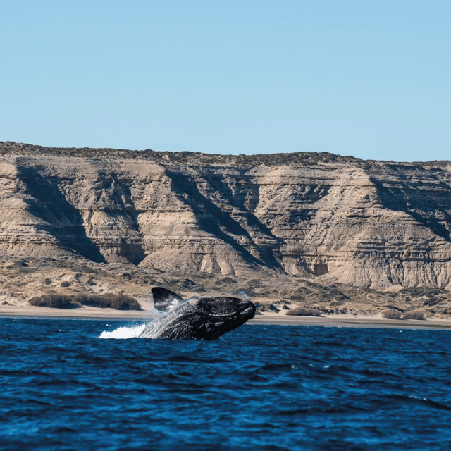 Peninsula Valdés: Shore Excursion in Private - Panoramic Views and Terrestrial