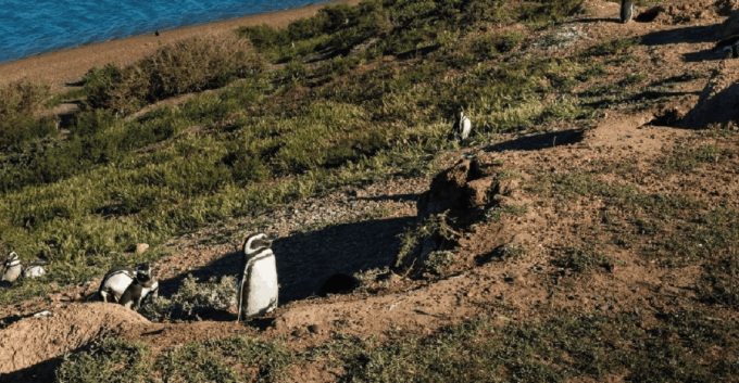 Peninsula Valdés: Shore Excursion in Private - Itinerary Stops and Exploration