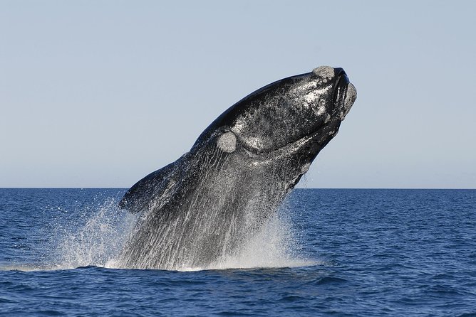 Peninsula Valdes Tour With Optional Whale Watching - Wildlife and Nature Experience