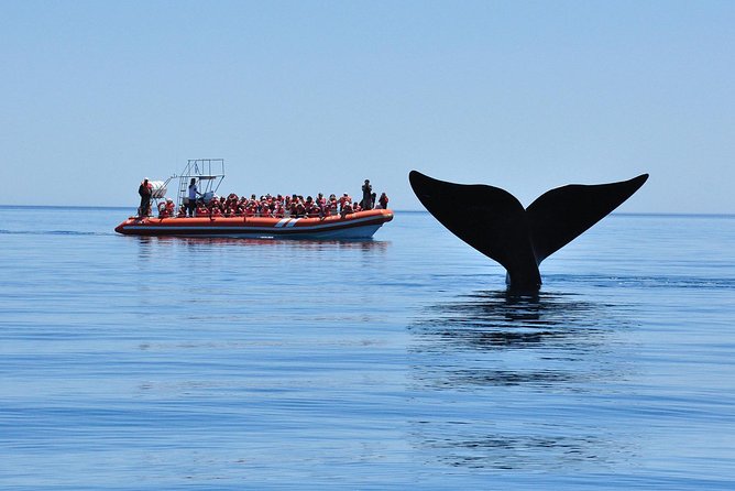 Peninsula Valdes Tour With Optional Whale Watching - Customer Feedback and Experiences