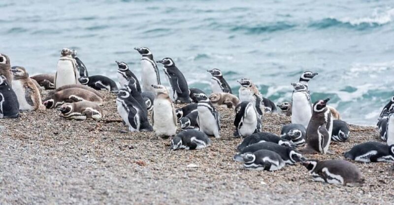 Peninsula Valdés With Estancia San Lorenzo (Full Day) - Wildlife and Ecosystem