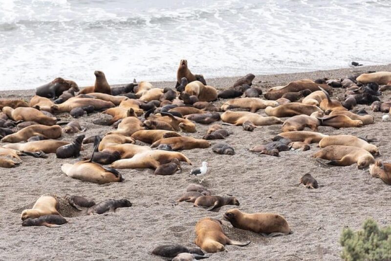 Peninsula Valdés With Estancia San Lorenzo (Full Day) - Itinerary and Highlights