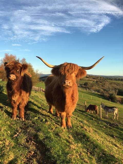 Pennywell Farm: Devons Award Winning Farm - Voted No. 1 - Good To Know