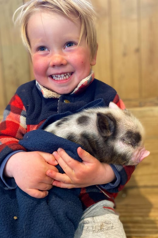 Pennywell Farm: Devons Award Winning Farm - Voted No. 1 - Amusement Park-Style Rides