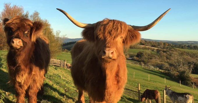 Pennywell Farm: Devons Award Winning Farm - Voted No. 1 - Ticketing and Accessibility