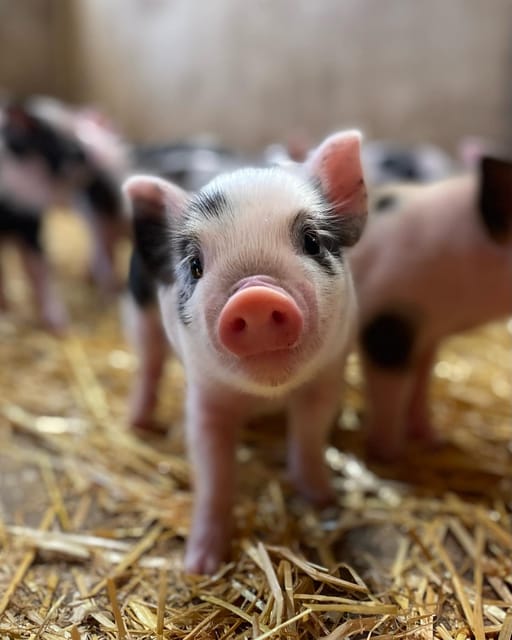 Pennywell Farm: Devons Award Winning Farm - Voted No. 1 - Onsite Amenities and Services