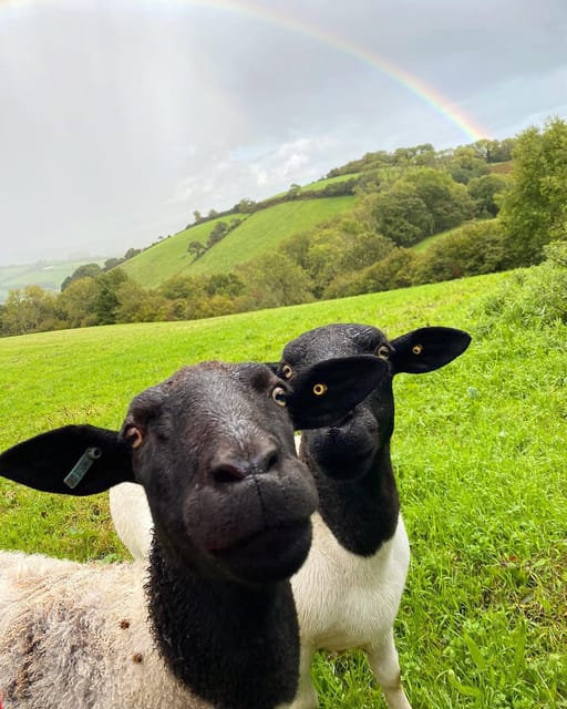 Pennywell Farm: Devons Award Winning Farm - Voted No. 1 - Frequently Asked Questions