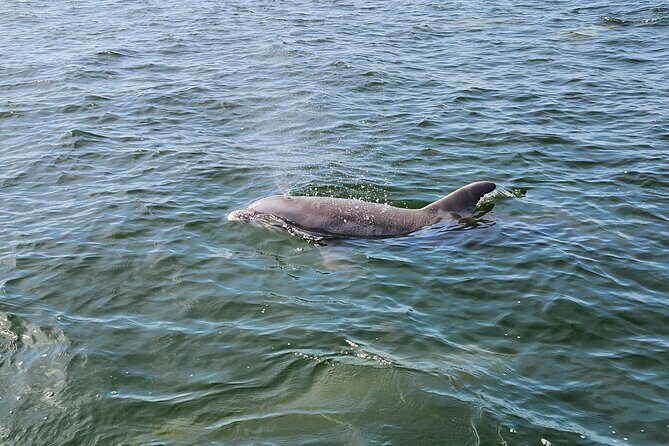 Pensacola Beach Dolphin and Scenic Tour - The Experience: What You Can Expect