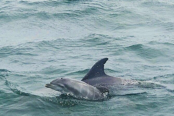 Pensacola Beach Dolphin and Scenic Tour - Final Thoughts