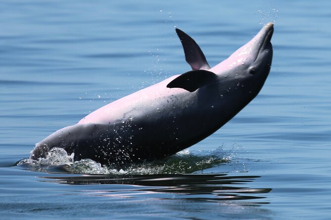 Pensacola Beach Jolly Dolphin Cruise and Scenic Bay Tour - Meeting and Pickup