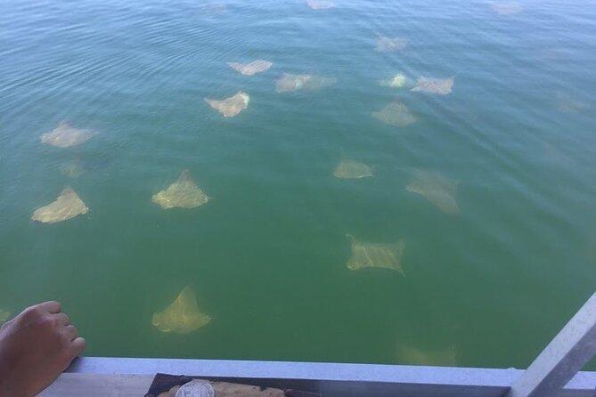 Pensacola Beach Jolly Dolphin Cruise and Scenic Bay Tour - Cancellation Policy