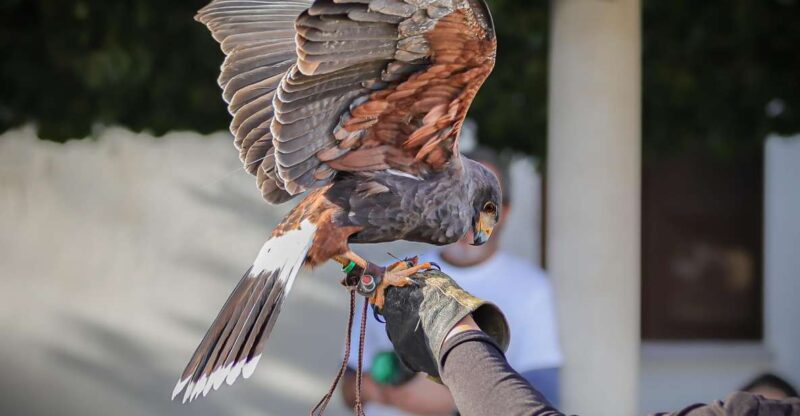 Pêra/Albufeira: Hawk Walk With a Harris Hawk - Pricing and Reservations