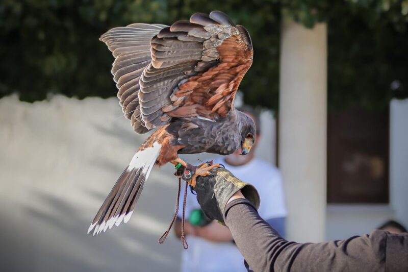Pêra/Albufeira: Hawk Walk With a Harris Hawk - Key Points