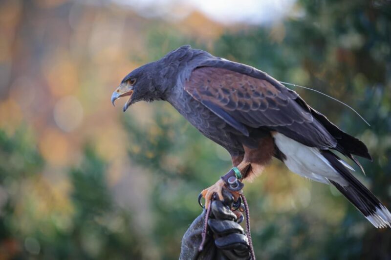Pêra/Albufeira: Hawk Walk With a Harris Hawk - Pricing and Reservations