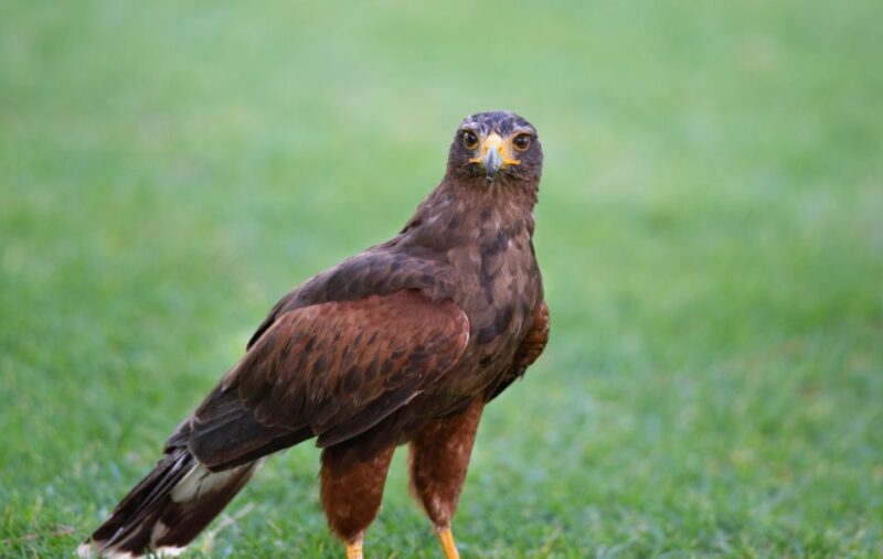 Pêra/Albufeira: Hawk Walk With a Harris Hawk - Interaction Highlights