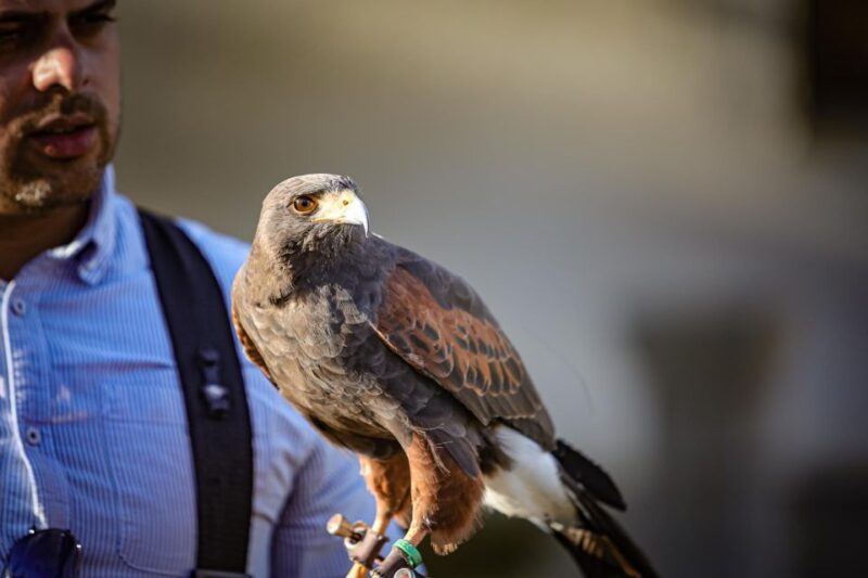 Pêra/Albufeira: Hawk Walk With a Harris Hawk - Instructor Languages