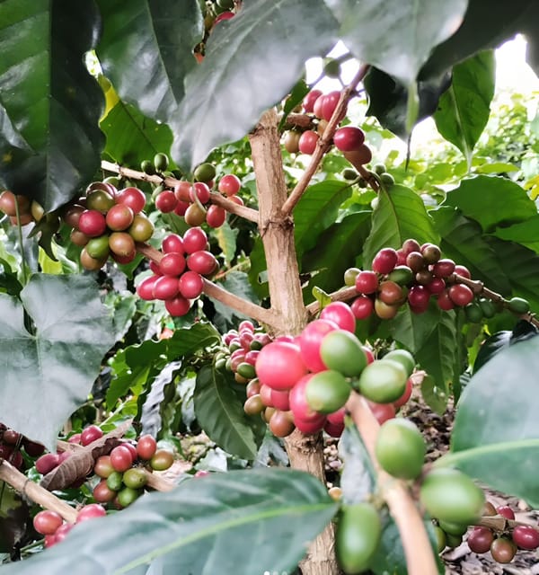 PEREIRA/ARMENIA: FULL DAY PRIVATE TOUR TO RECUCA PARK + GROUP LUNCH - Coffee Culture Immersion
