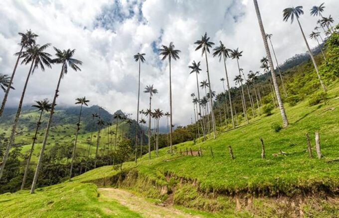 PEREIRA/ARMENIA: PRIVATE TRANSFER TO SALENTO + INDIVIDUAL COCORA VALLEY - Transportation and Pickup