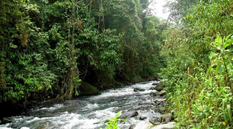 Pereira to Otun Quimbaya Flora and Fauna Sanctuary (3 Hours) - Scenic Landscapes