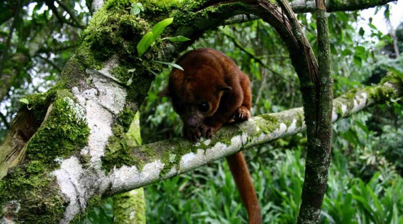 Pereira to Otun Quimbaya Flora and Fauna Sanctuary (3 Hours) - Photography Opportunities