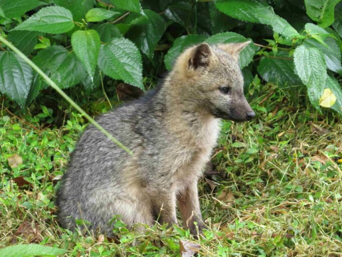 Pereira to Otun Quimbaya Flora and Fauna Sanctuary (3 Hours) - Natural Climate