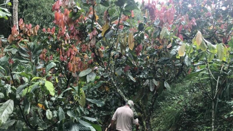 PEREIRA to Viterbo for a Coffee and Cacao Full Day Tour - Award-winning Finca Visit