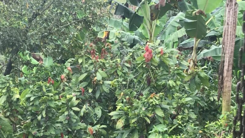 PEREIRA to Viterbo for a Coffee and Cacao Full Day Tour - Finca Experience Highlights