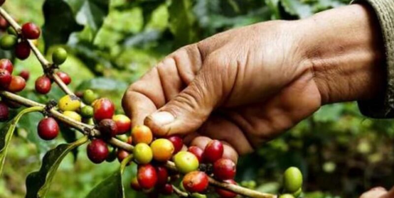 PEREIRA to Viterbo for a Coffee and Cacao Full Day Tour - Tunnel of the Samanes