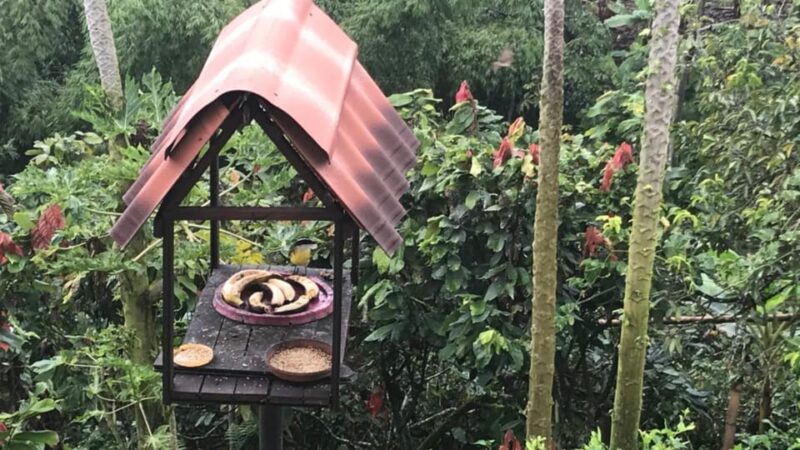 PEREIRA to Viterbo for a Coffee and Cacao Full Day Tour - Award-winning Finca Visit