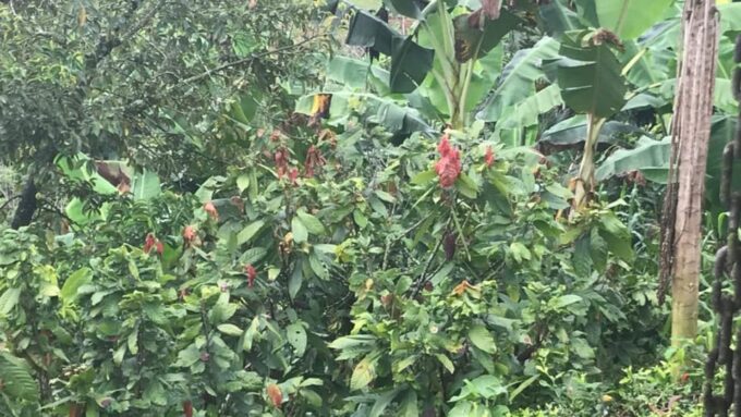 PEREIRA to Viterbo for a Coffee and Cacao Full Day Tour - Recap
