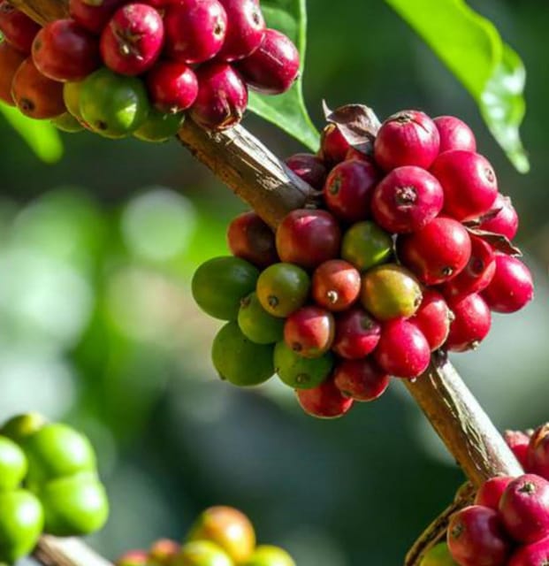 Pereira: Wax Palms, Coffee, and Salento - Key Points