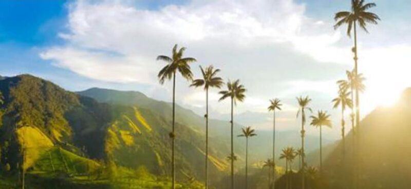 Pereira: Wax Palms, Coffee, and Salento - Itinerary Highlights