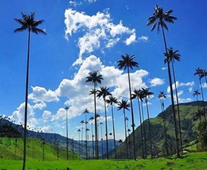 Pereira: Wax Palms, Coffee, and Salento - Recap