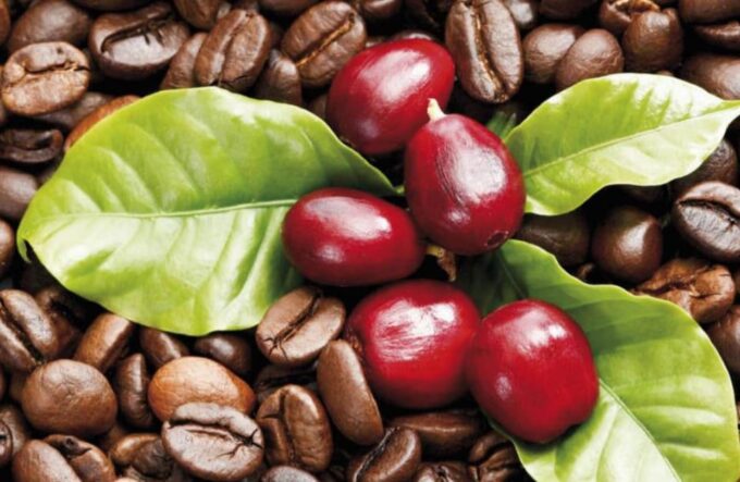 Pereira: Wax Palms, Coffee, and Salento - Recap