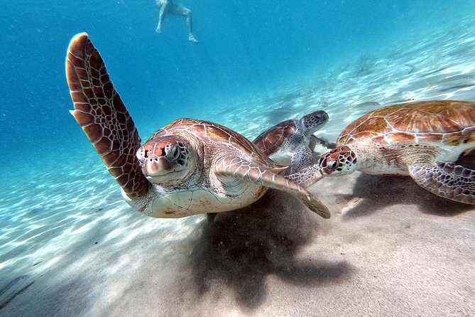 Perfect Day Tour - Small Group! - Lasting Memories of Curacao