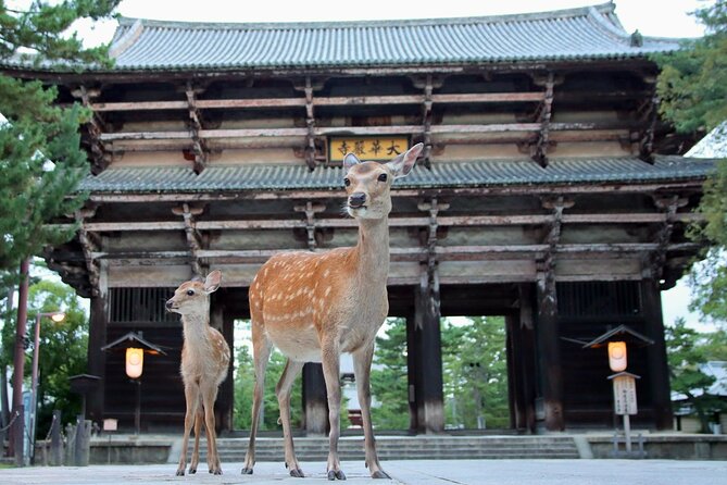 Perfect Nara Park Half-Day Bus Tour With English Speaking Guide - Important Information