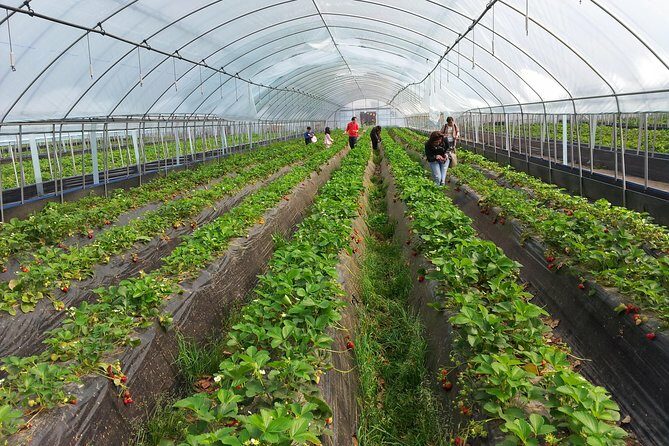 [Perfect Private Tour] Nami island, Petite France and Organic Strawberry Farm - Practical Tips for Future Travelers