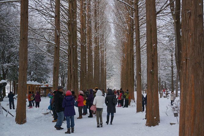 [Perfect Private Tour] Nami island, Petite France and Organic Strawberry Farm - Who Will Love This Tour?