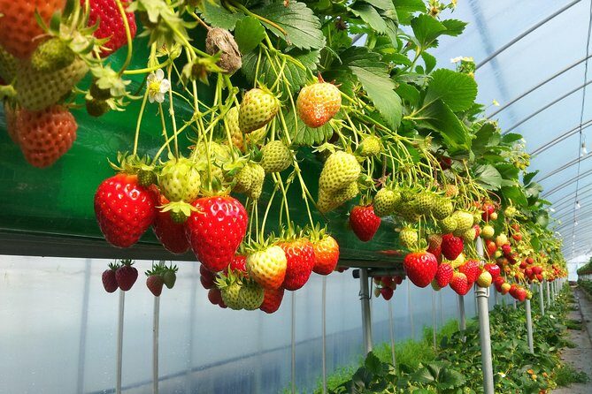 [Perfect Private Tour] Nami island, Petite France and Organic Strawberry Farm - Frequently Asked Questions
