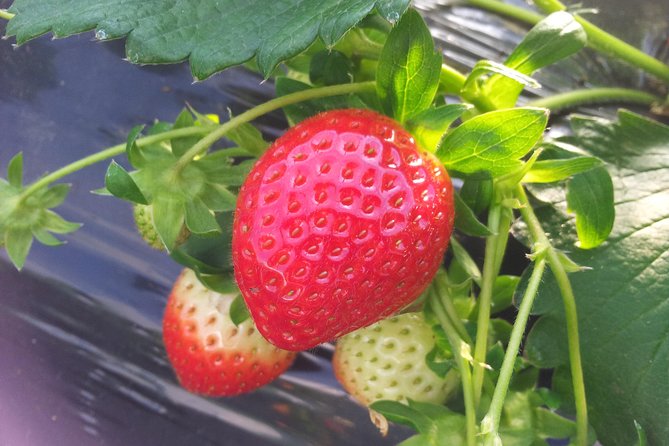 [Perfect Private Tour] Strawberry Farm & Nami Island & Lunch - Transportation and Accessibility