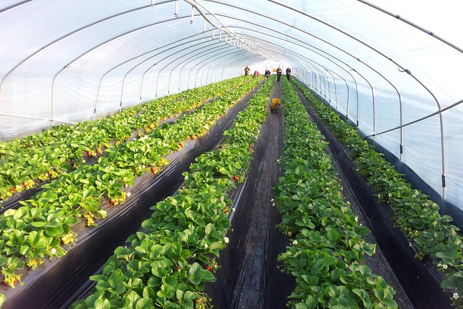 [Perfect Private Tour] Strawberry Farm & Nami Island & Lunch - Explore Nami Island