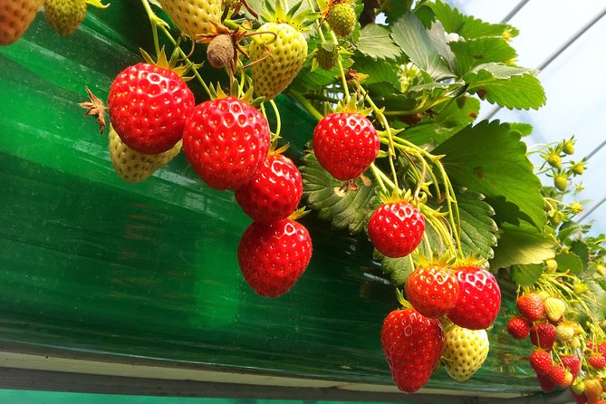 [Perfect Private Tour] Strawberry Farm & Nami Island & Lunch - Strawberry Picking and Jam-Making