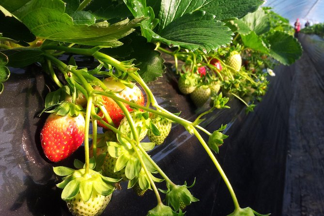 [Perfect Private Tour] Strawberry Farm & Nami Island & Lunch - Itinerary Highlights