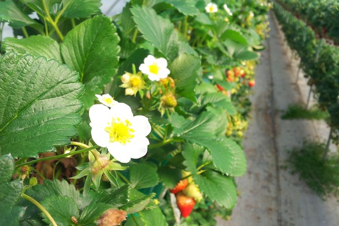 [Perfect Private Tour] Strawberry Farm & Nami Island & Lunch - Customer Reviews