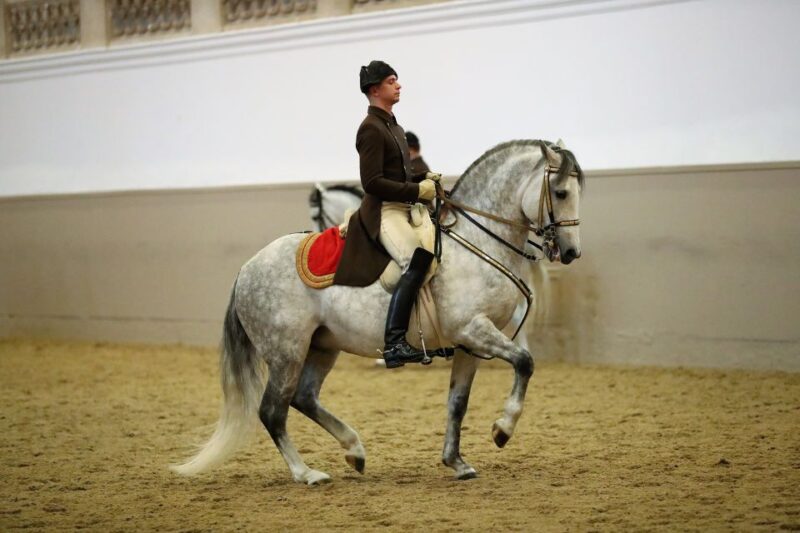 Performance Of The Lipizzans At Spanish Riding School - Rider and Horse Training