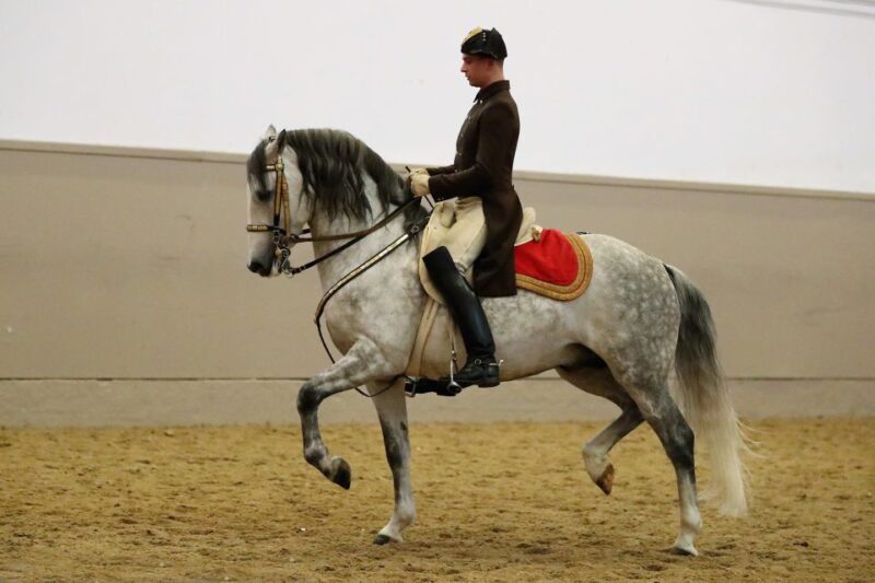 Performance Of The Lipizzans At Spanish Riding School - Visitor Information and Guidelines