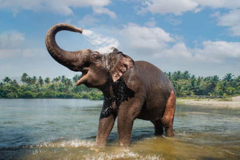 Periyar Wildlife Tour With Luxury Services (03 Days Tour) - Key Points