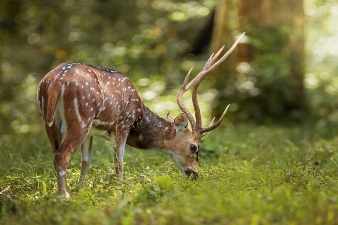 Periyar Wildlife Tour With Luxury Services (03 Days Tour) - Booking and Availability